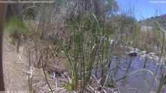 view from Pakoon Springs Stream Side on 2026-06-10