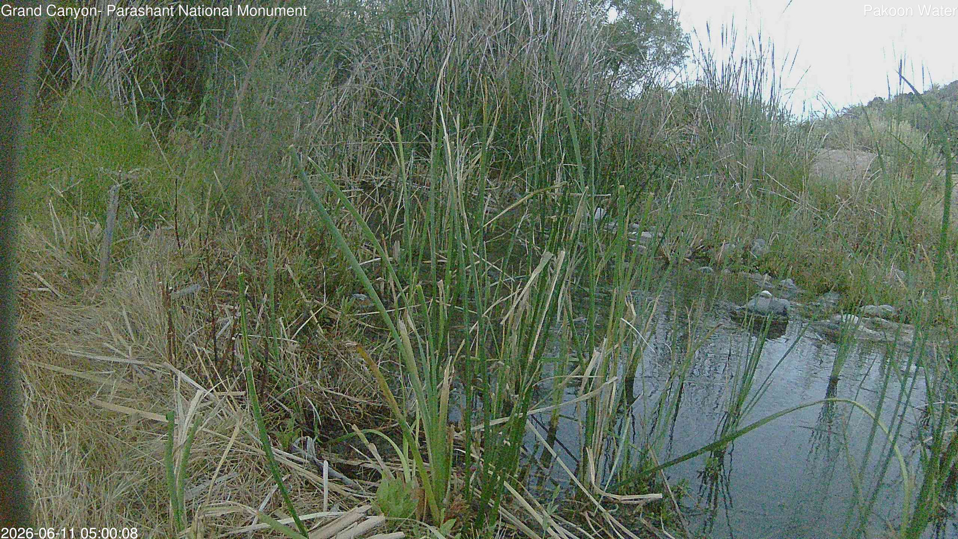 time-lapse frame, Pakoon Springs Stream Side webcam