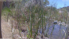view from Pakoon Springs Stream Side on 2026-06-14