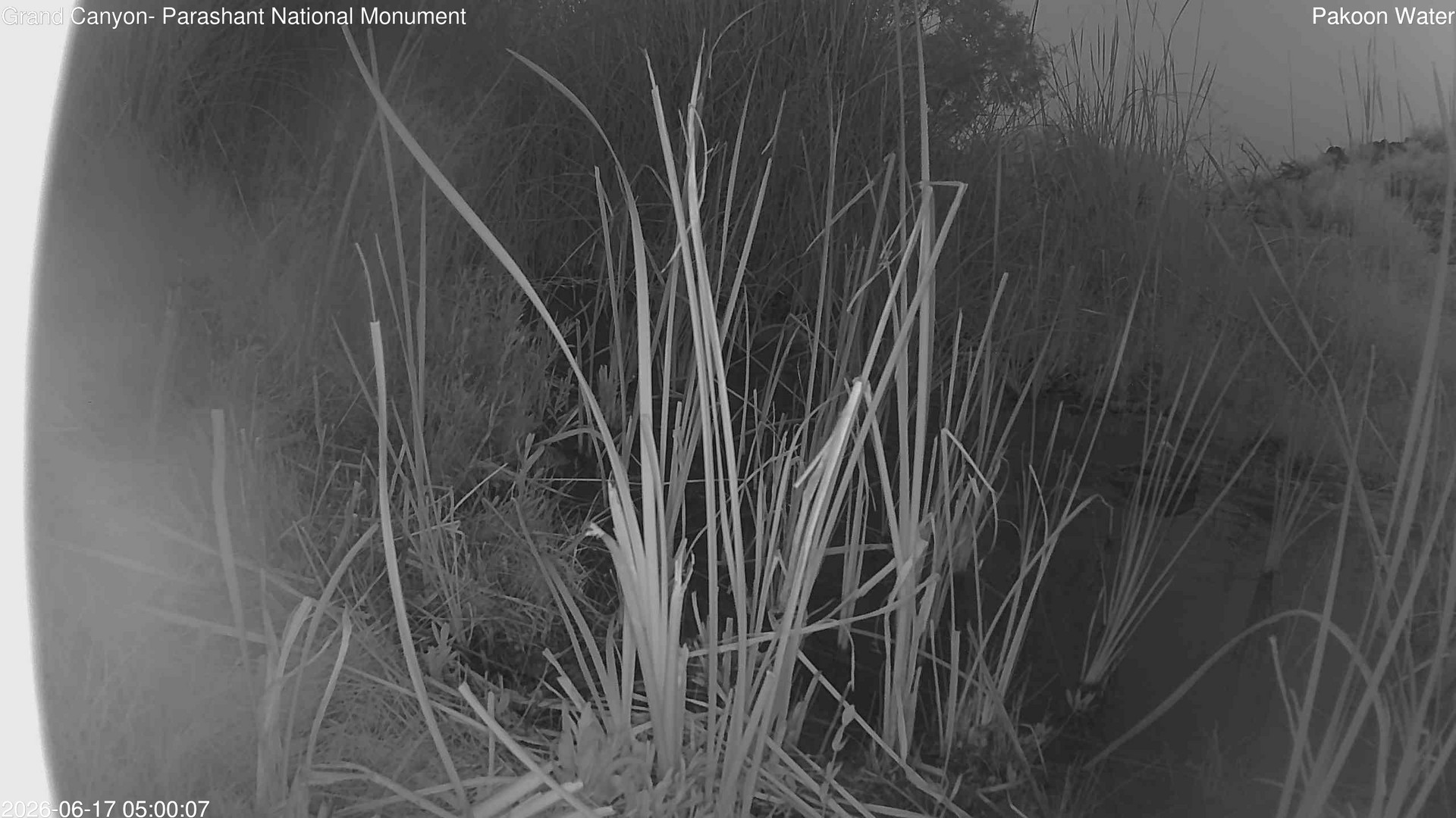 time-lapse frame, Pakoon Springs Stream Side webcam