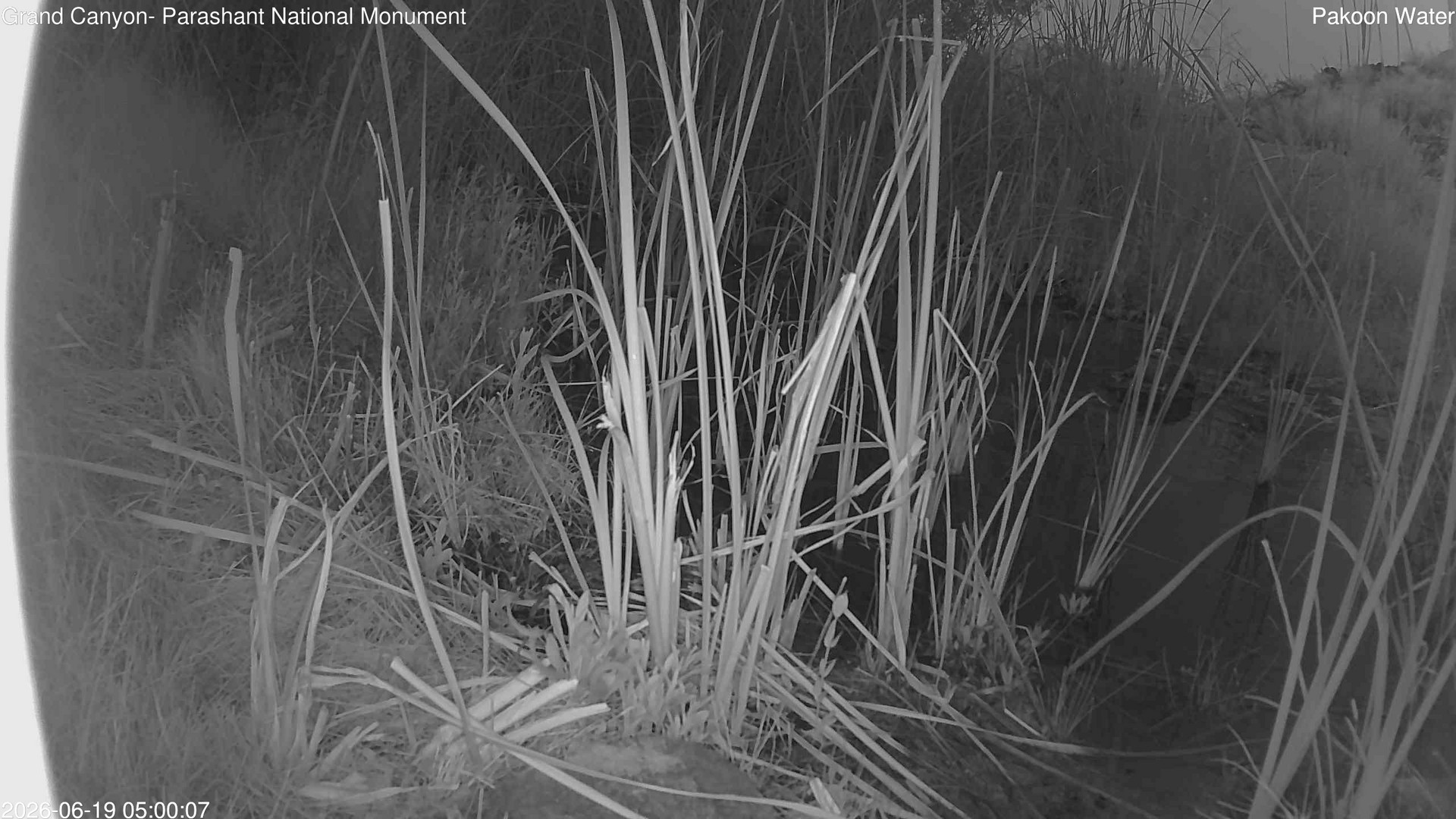 time-lapse frame, Pakoon Springs Stream Side webcam