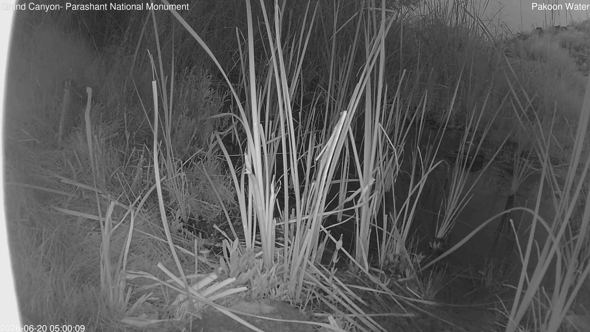 time-lapse frame, Pakoon Springs Stream Side webcam