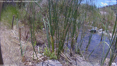 view from Pakoon Springs Stream Side on 2026-06-23