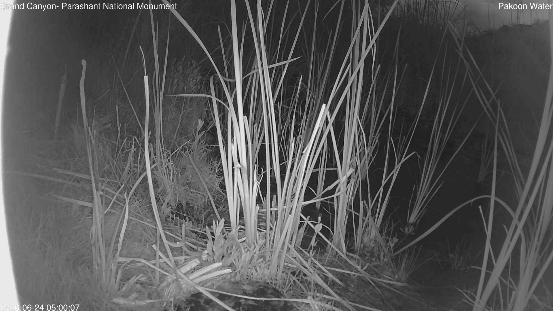 time-lapse frame, Pakoon Springs Stream Side webcam
