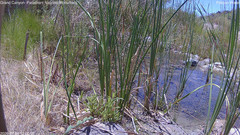 view from Pakoon Springs Stream Side on 2026-07-06