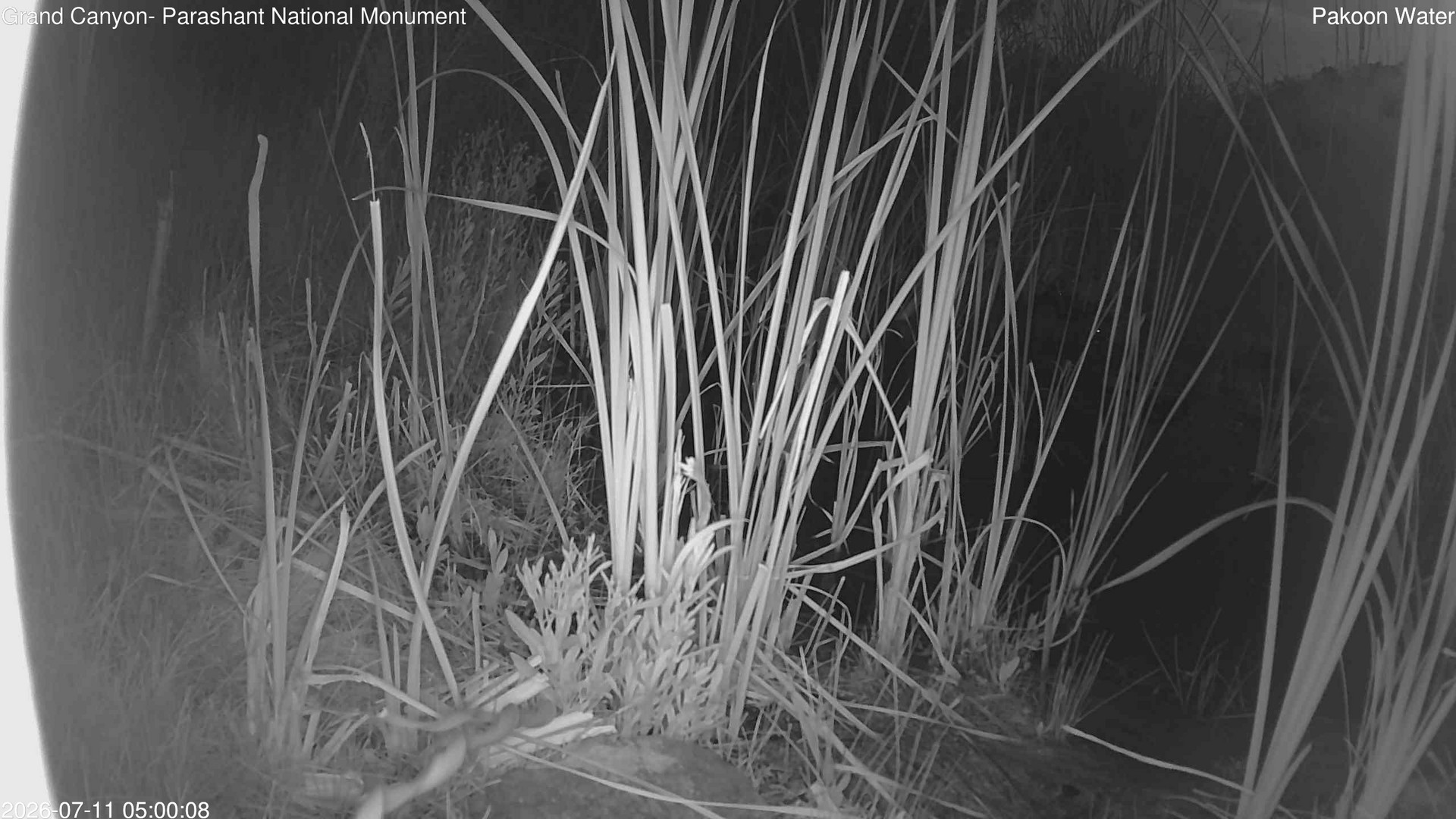 time-lapse frame, Pakoon Springs Stream Side webcam