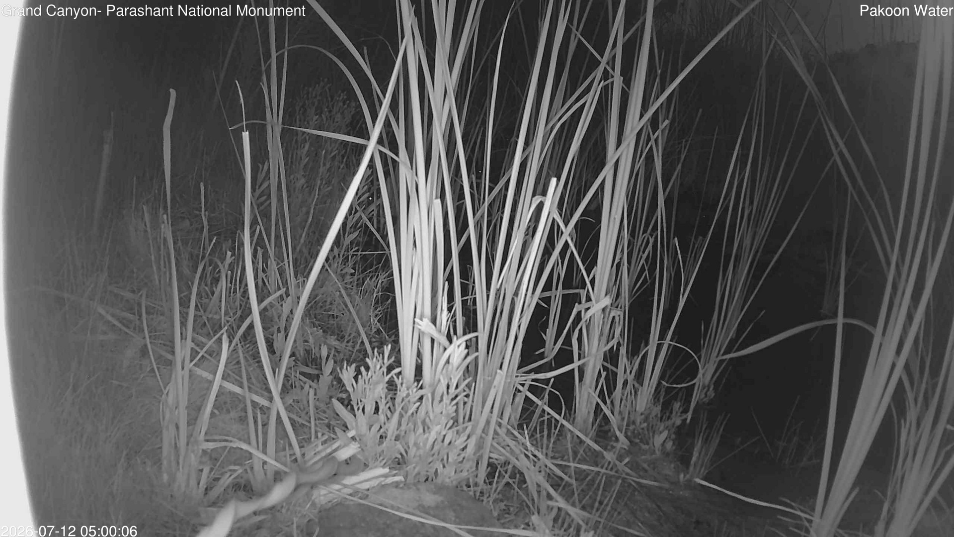 time-lapse frame, Pakoon Springs Stream Side webcam