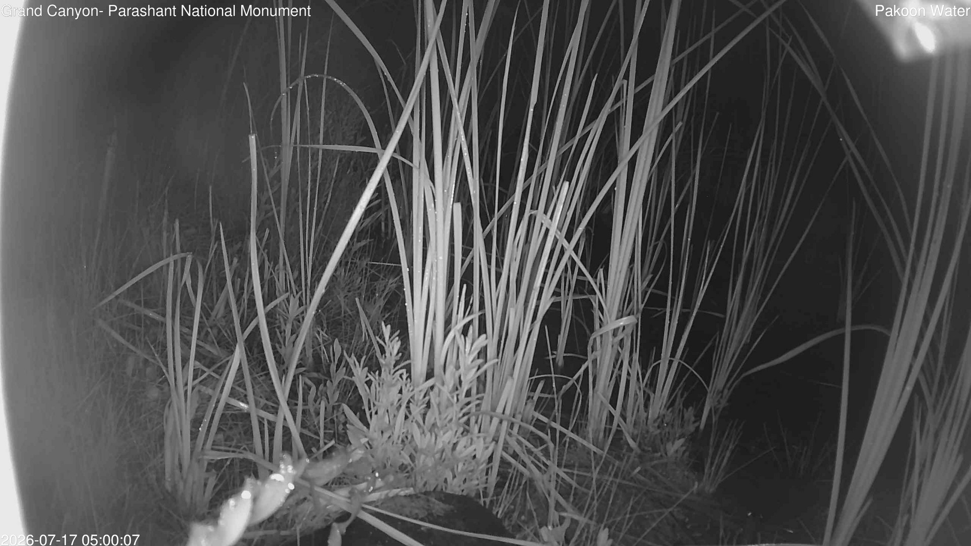 time-lapse frame, Pakoon Springs Stream Side webcam