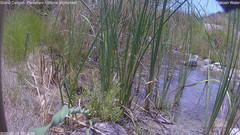 view from Pakoon Springs Stream Side on 2026-07-19