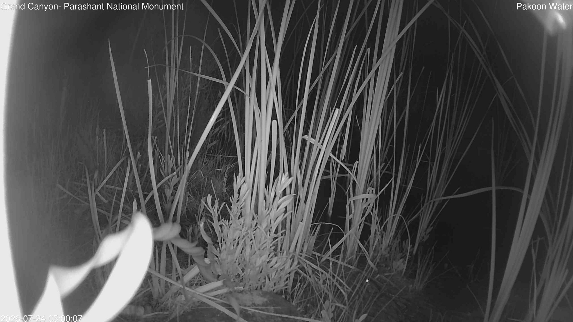 time-lapse frame, Pakoon Springs Stream Side webcam