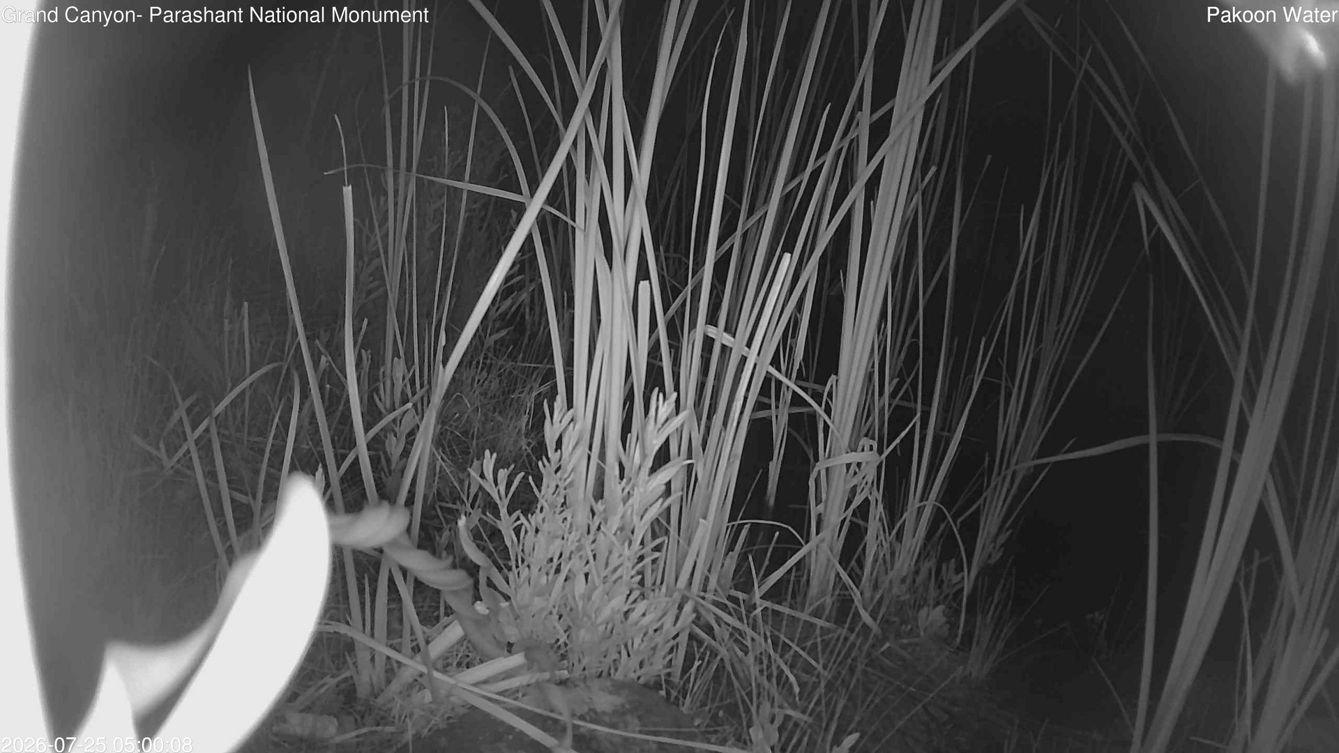 time-lapse frame, Pakoon Springs Stream Side webcam
