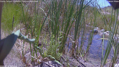 view from Pakoon Springs Stream Side on 2026-07-30