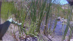 view from Pakoon Springs Stream Side on 2026-07-31
