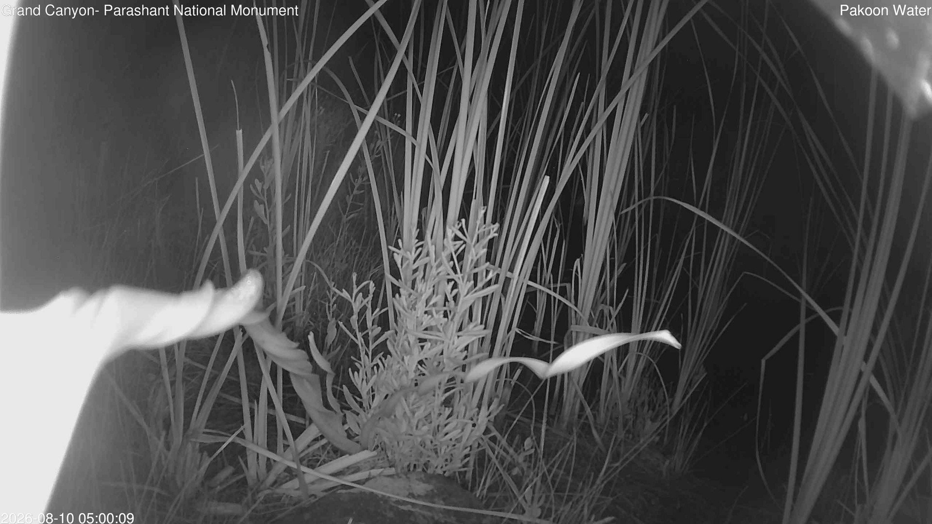 time-lapse frame, Pakoon Springs Stream Side webcam