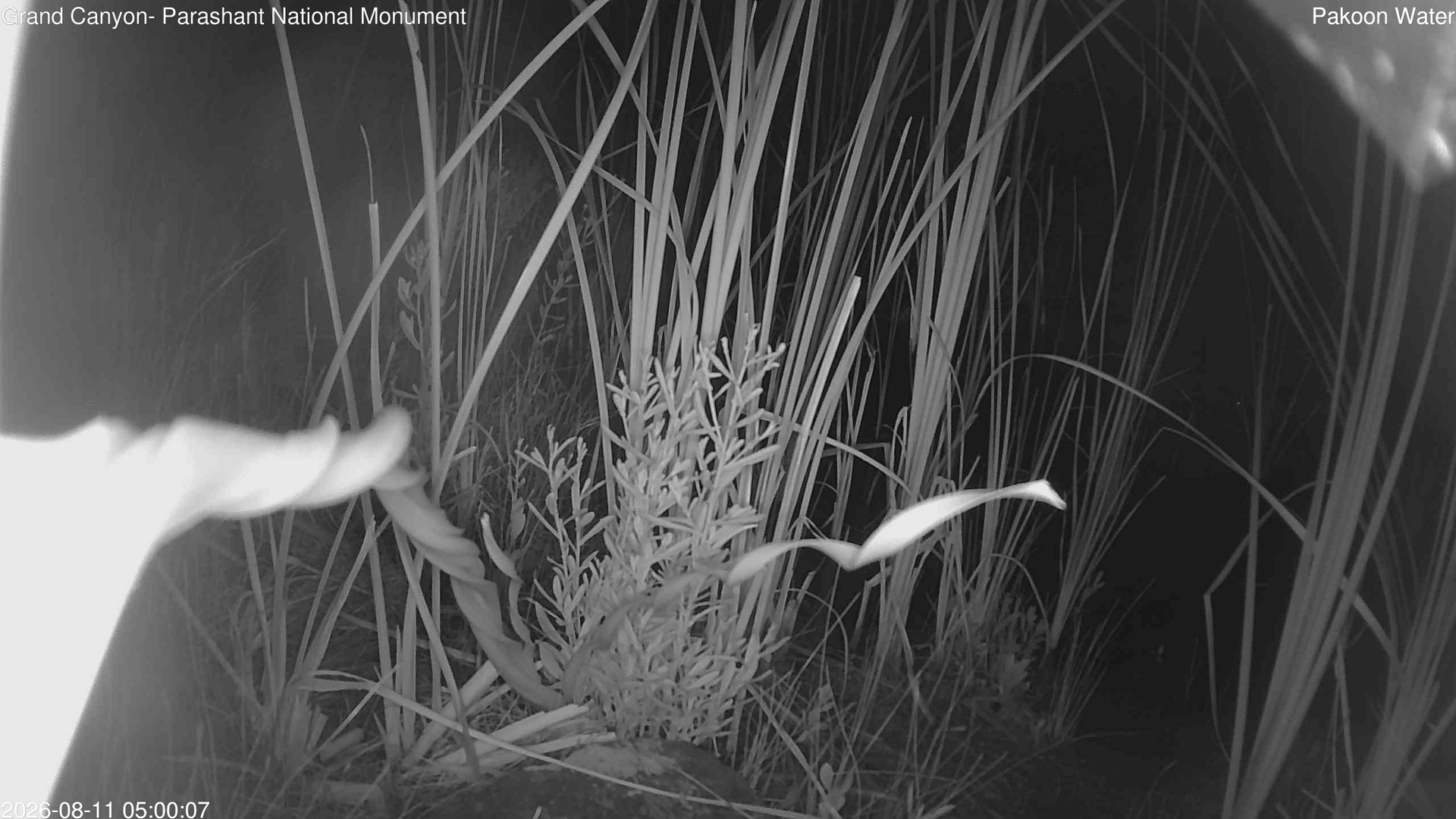 time-lapse frame, Pakoon Springs Stream Side webcam