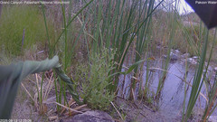 view from Pakoon Springs Stream Side on 2026-08-13