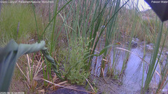 view from Pakoon Springs Stream Side on 2026-08-14