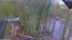 view from Pakoon Springs Stream Side on 2026-08-14