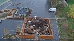 view from Sandpoint Online - Osprey Nest Time-lapse on 2026-04-13