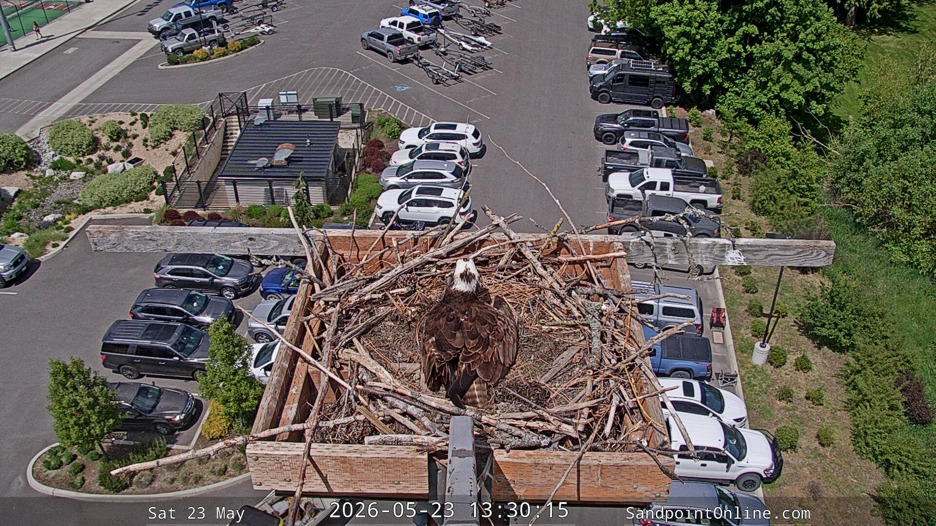 time-lapse frame, Sandpoint Online - Osprey Nest Time-lapse webcam
