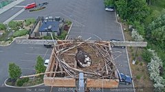 view from Sandpoint Online - Osprey Nest Time-lapse on 2026-06-04