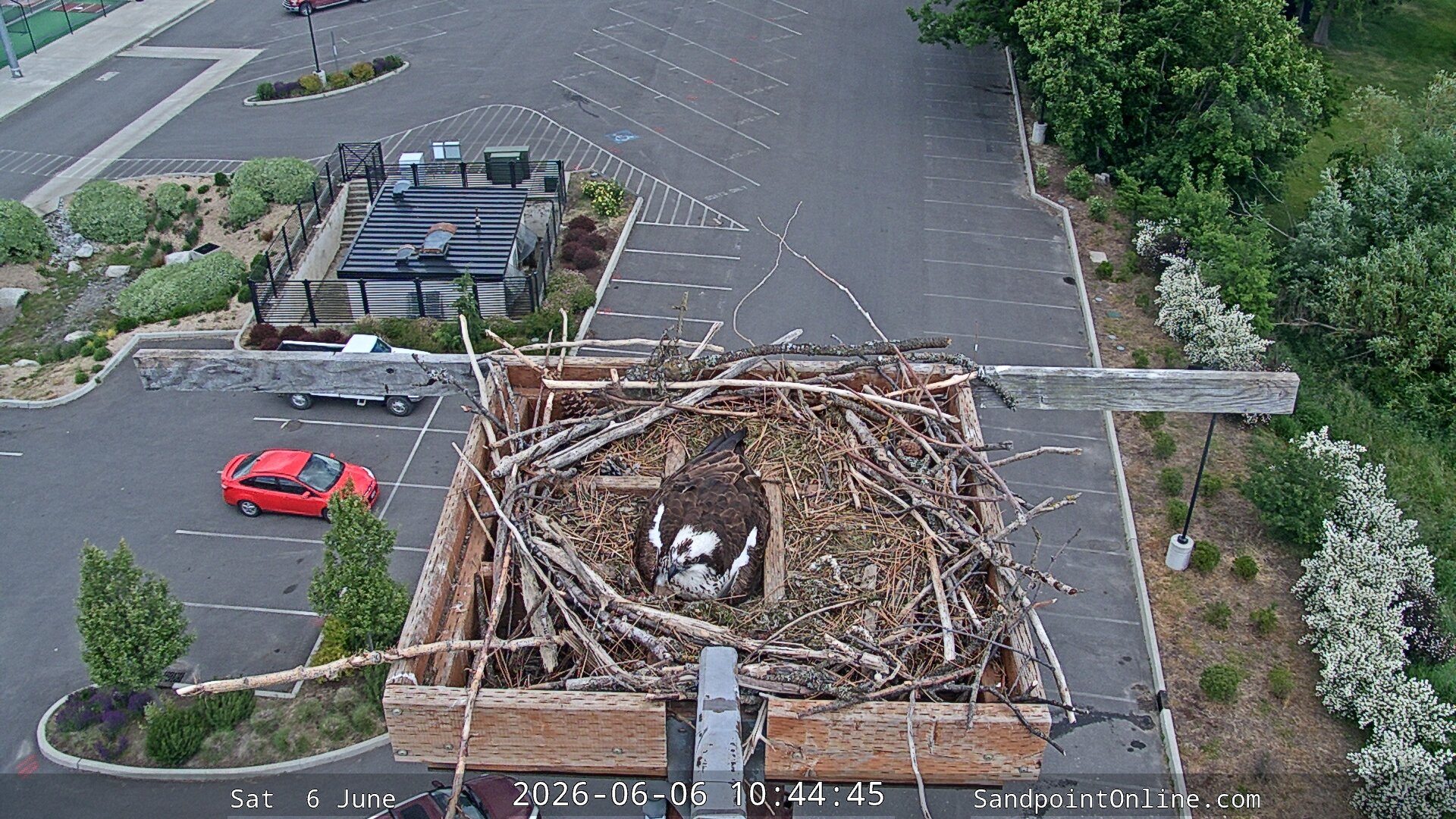 time-lapse frame, Sandpoint Online - Osprey Nest Time-lapse webcam
