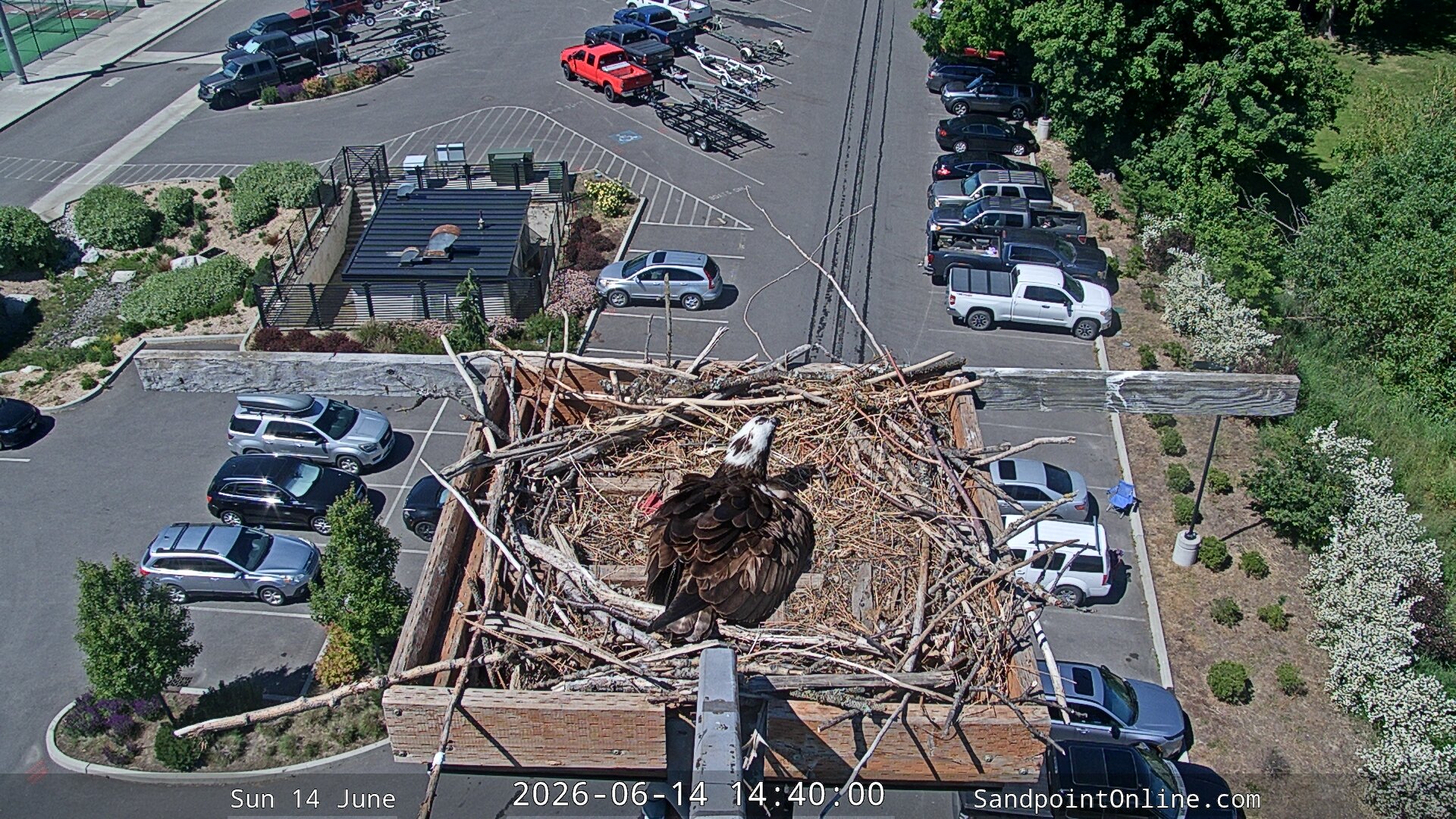 time-lapse frame, Sandpoint Online - Osprey Nest Time-lapse webcam