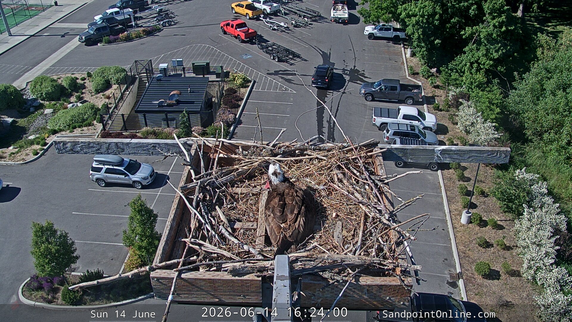 time-lapse frame, Sandpoint Online - Osprey Nest Time-lapse webcam