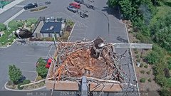 view from Sandpoint Online - Osprey Nest Time-lapse on 2026-07-01