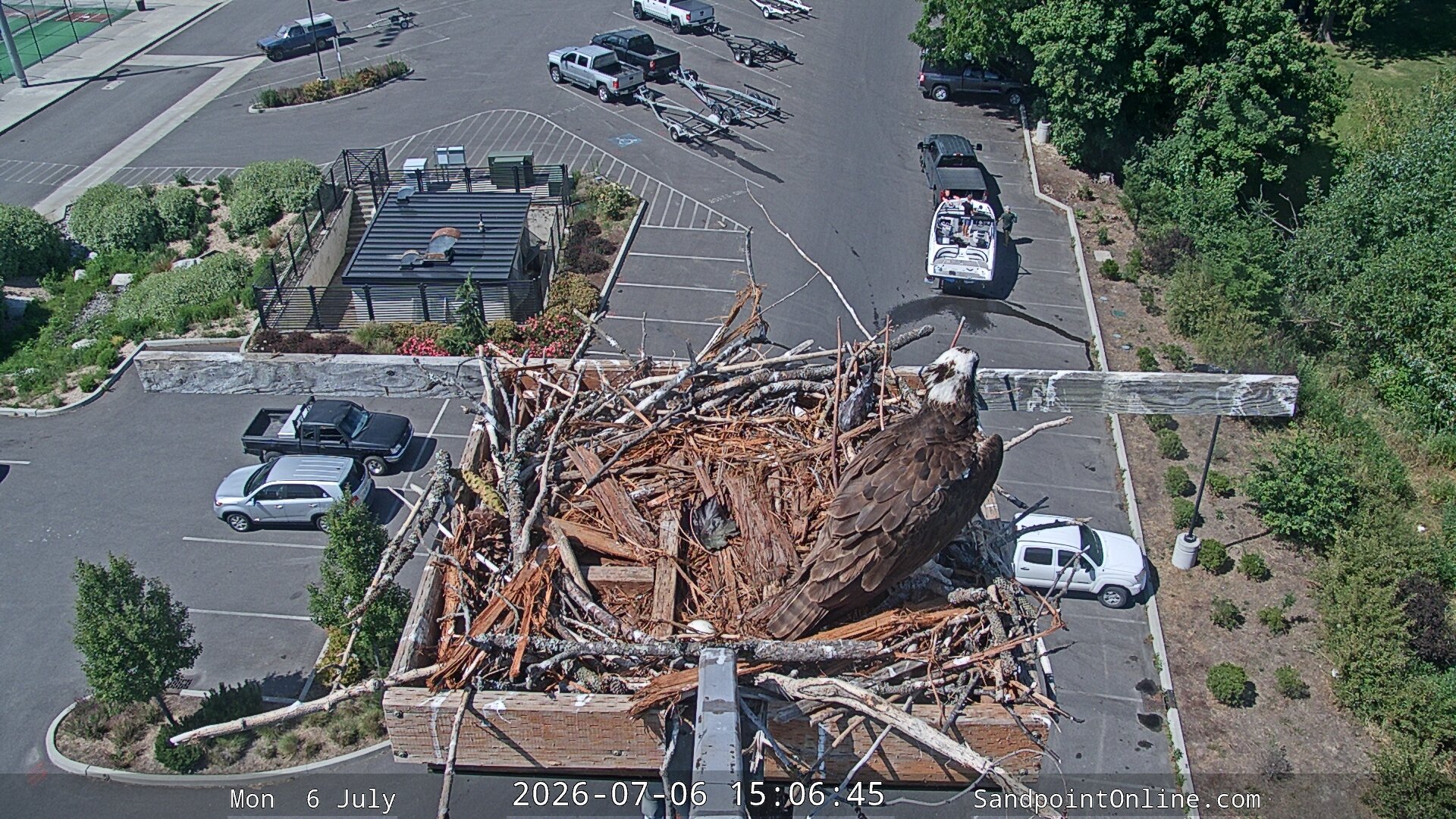time-lapse frame, Sandpoint Online - Osprey Nest Time-lapse webcam