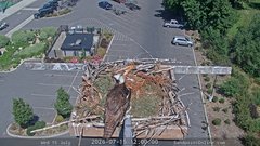 view from Sandpoint Online - Osprey Nest Time-lapse on 2026-07-15