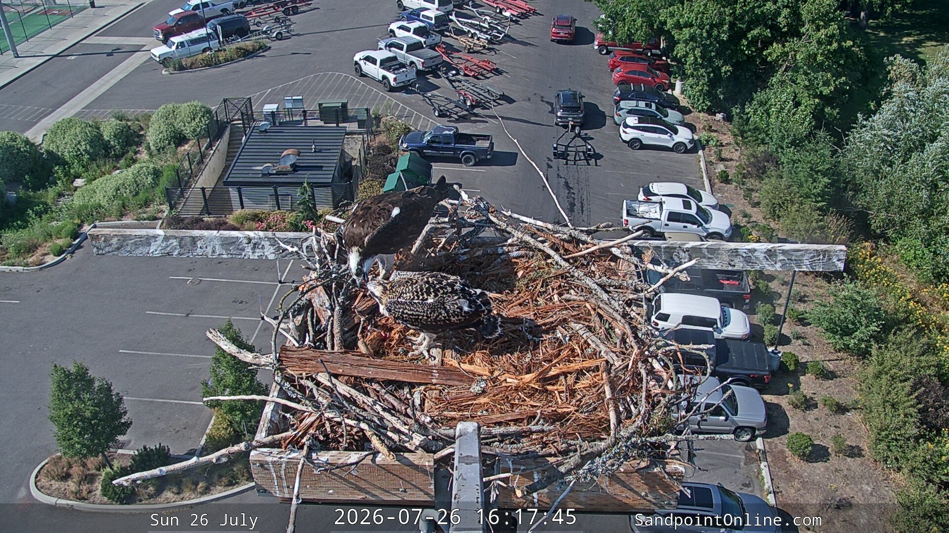 time-lapse frame, Sandpoint Online - Osprey Nest Time-lapse webcam