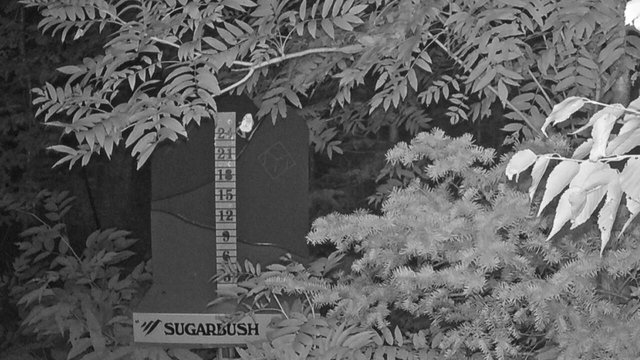 time-lapse frame, Sugarbush Mid-Mountain Snow Stake webcam