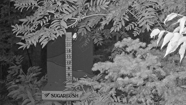 time-lapse frame, Sugarbush Mid-Mountain Snow Stake webcam
