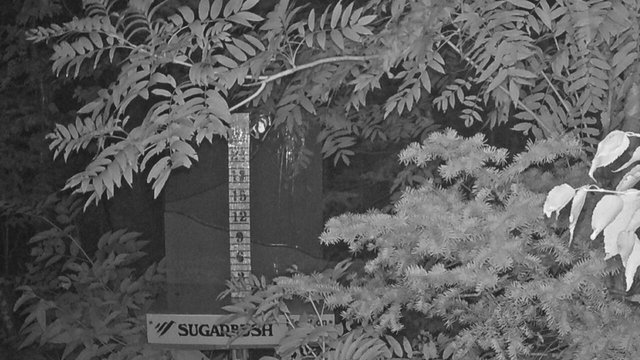 time-lapse frame, Sugarbush Mid-Mountain Snow Stake webcam