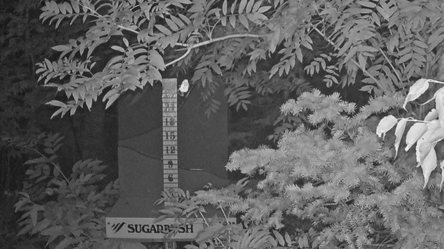 time-lapse frame, Sugarbush Mid-Mountain Snow Stake webcam