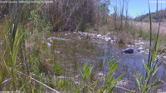 view from Pakoon Springs Stream Side on 2024-05-12
