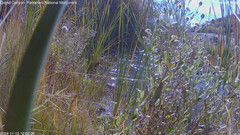 view from Pakoon Springs Stream Side on 2024-11-10