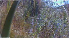 view from Pakoon Springs Stream Side on 2024-11-16