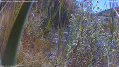 view from Pakoon Springs Stream Side on 2024-11-17