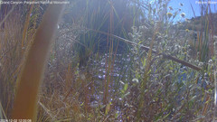 view from Pakoon Springs Stream Side on 2024-12-02