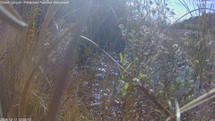 view from Pakoon Springs Stream Side on 2024-12-17