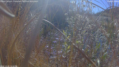 view from Pakoon Springs Stream Side on 2024-12-25