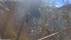 view from Pakoon Springs Stream Side on 2025-01-06