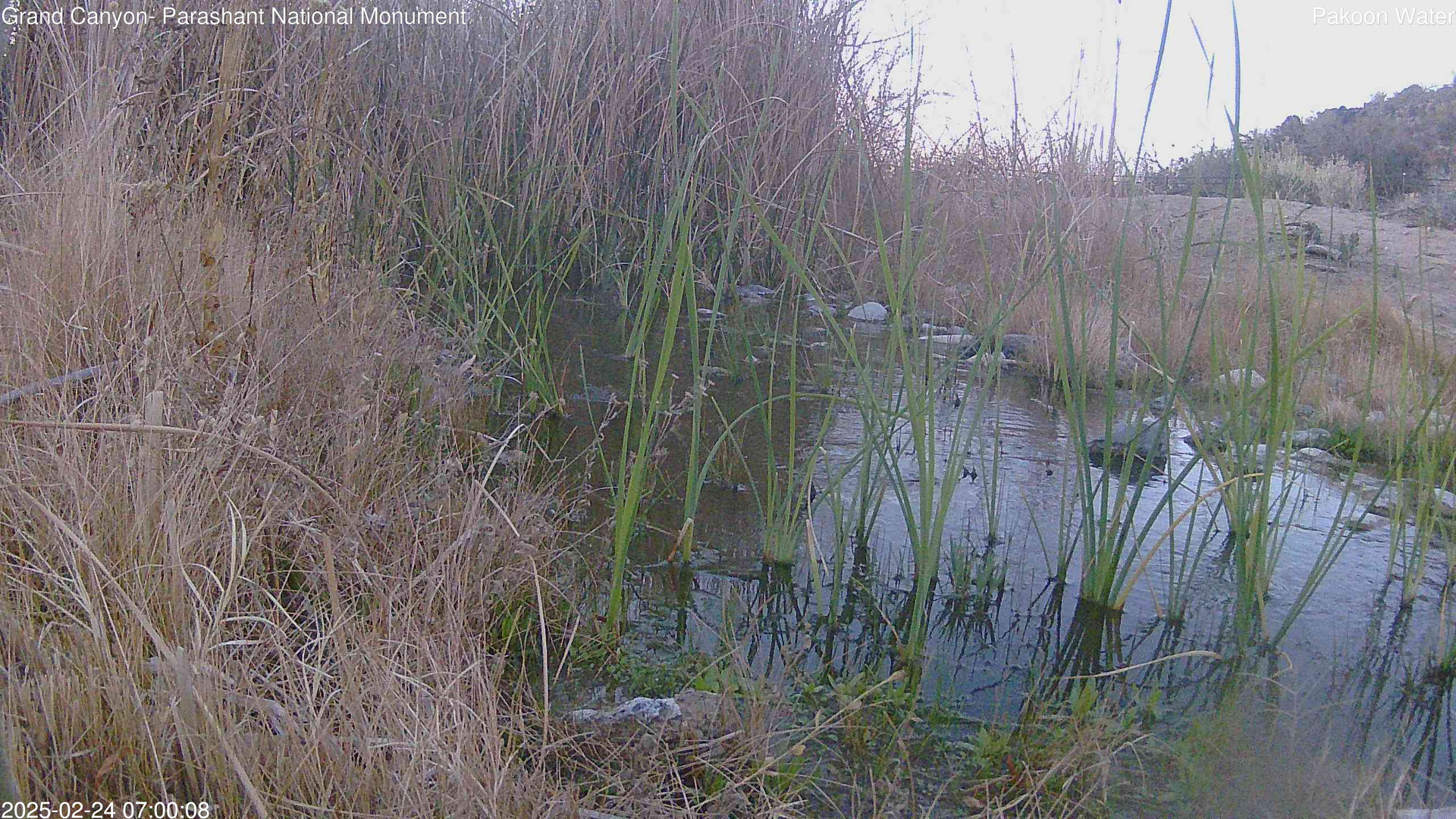 time-lapse frame, Pakoon Springs Stream Side webcam