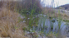 view from Pakoon Springs Stream Side on 2025-03-02