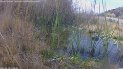 view from Pakoon Springs Stream Side on 2025-03-05