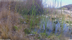 view from Pakoon Springs Stream Side on 2025-03-10