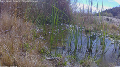 view from Pakoon Springs Stream Side on 2025-03-11