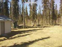 view from Cabin Cam on 2024-04-20